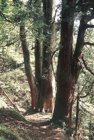 多賀大社神木（三本杉）