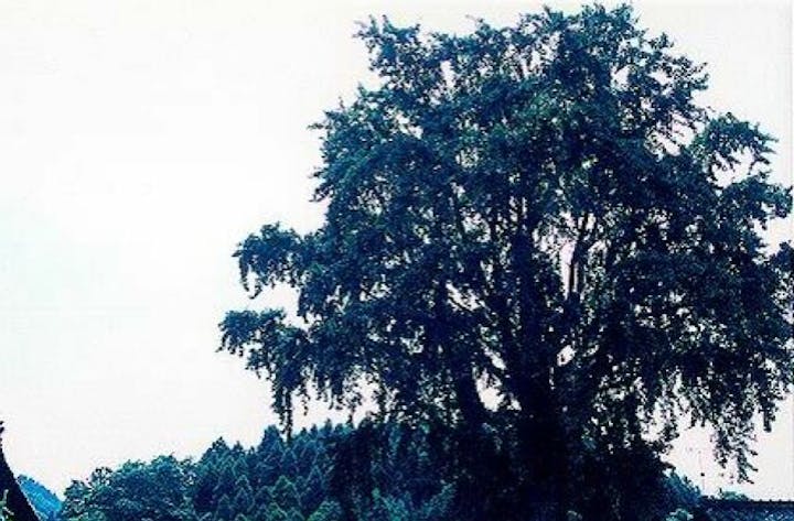 了徳寺のオハツキイチョウ