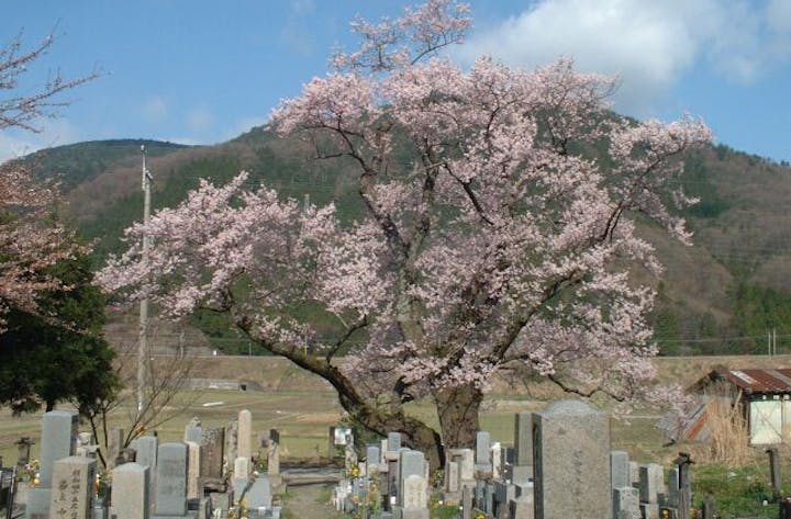 清水の桜