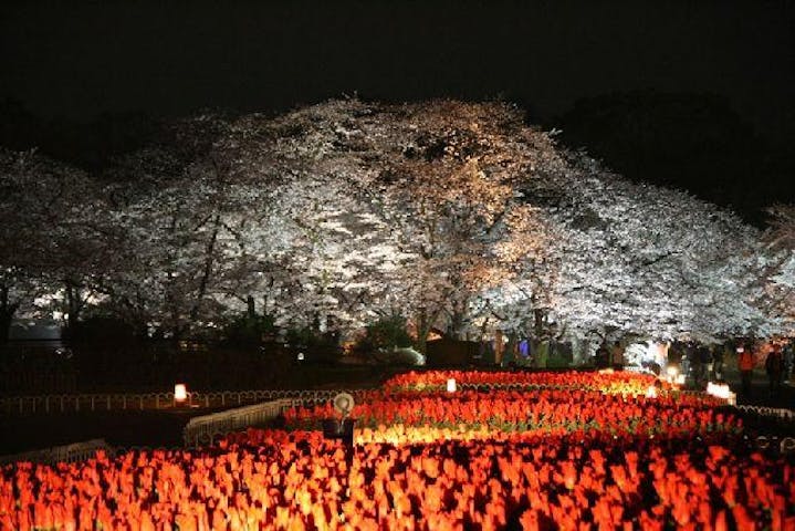 京都府立植物園「桜ライトアップ」