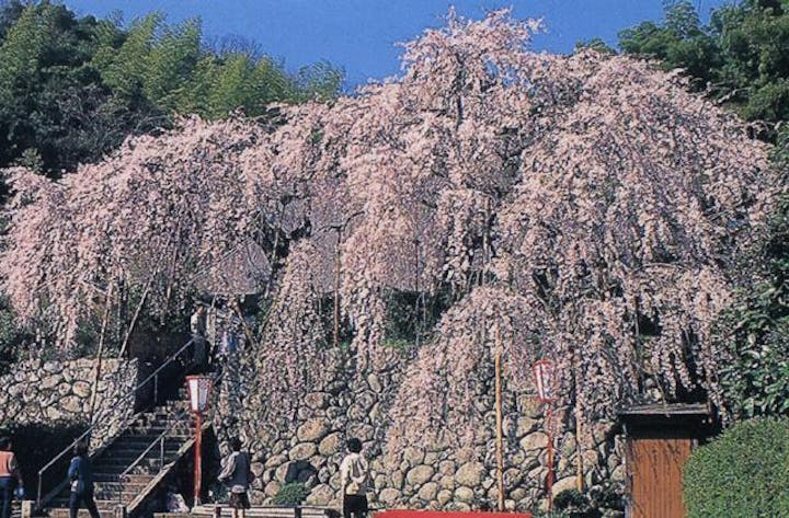 吉田のしだれ桜