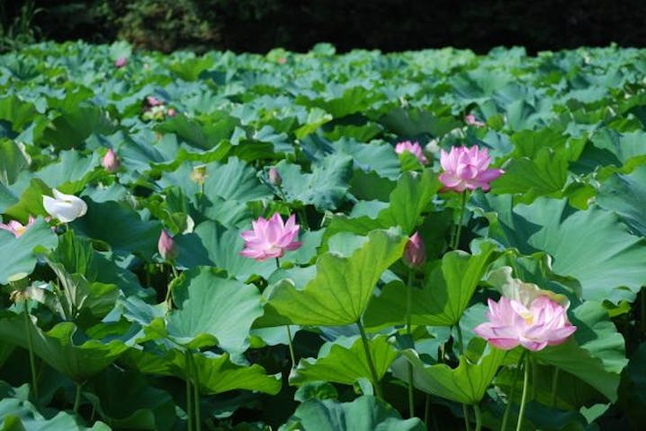 楞厳寺のハス