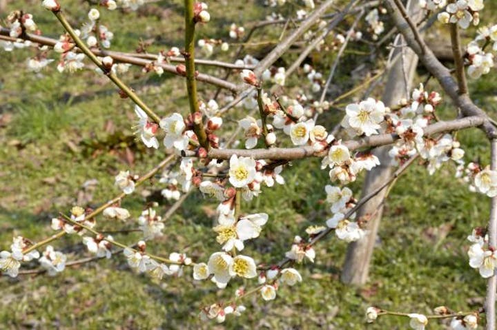 和木町梅まつり