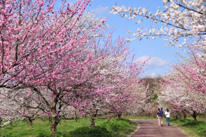梅林公園うめ梅まつり