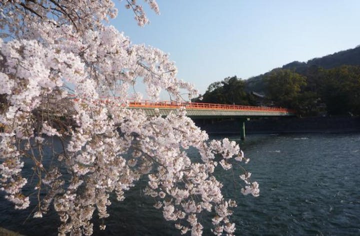 宇治川畔の桜並木