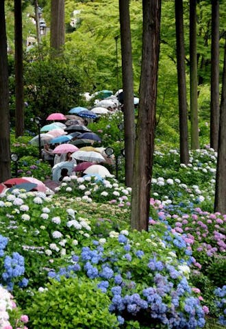 三室戸寺のアジサイ