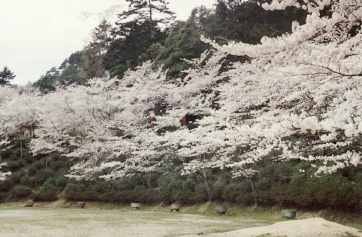 滝上公園の桜、ツツジ