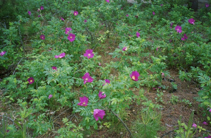 天橋立公園　ハマナス