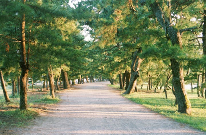 天橋立のくろまつ