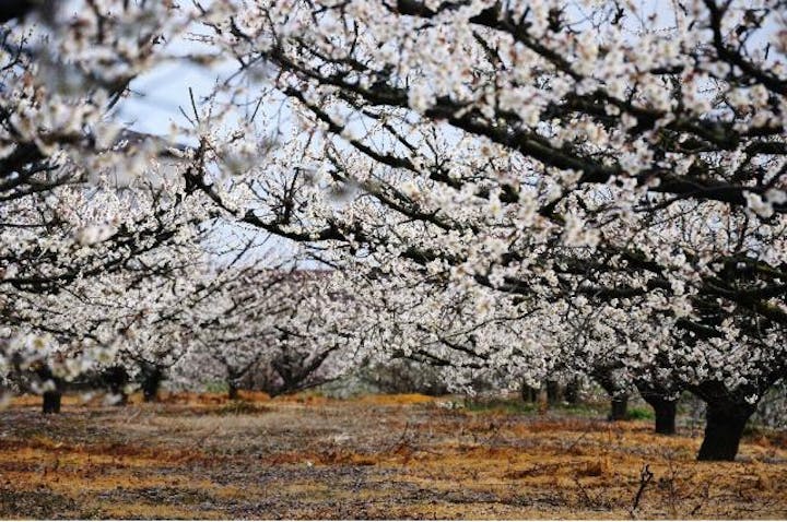 青谷梅林梅まつり