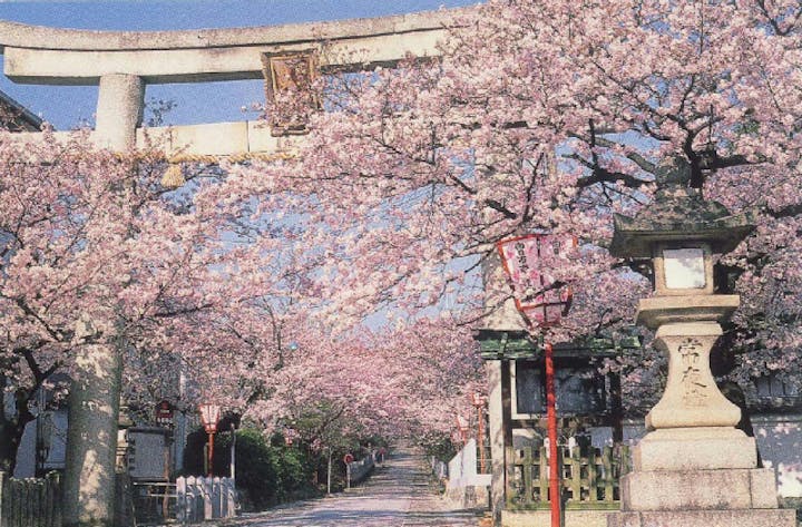向日神社の桜