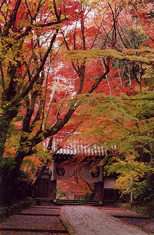 光明寺のもみじ