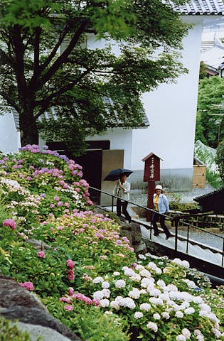 柳谷観音楊谷寺のあじさい