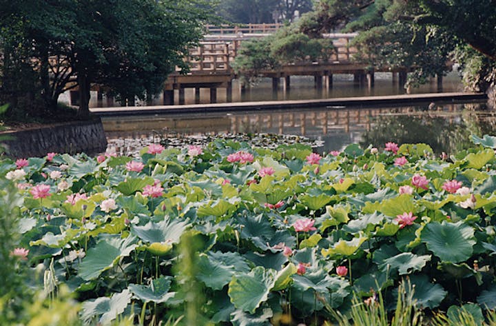 八条ケ池西池のアヤメ・ショウブ・カキツバタ・ハス