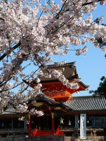 石清水八幡宮の桜