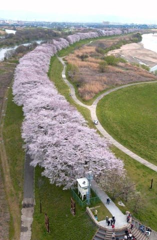 【2021年開催中止】背割提さくらまつり