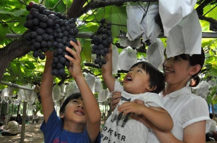 小山観光葡萄園