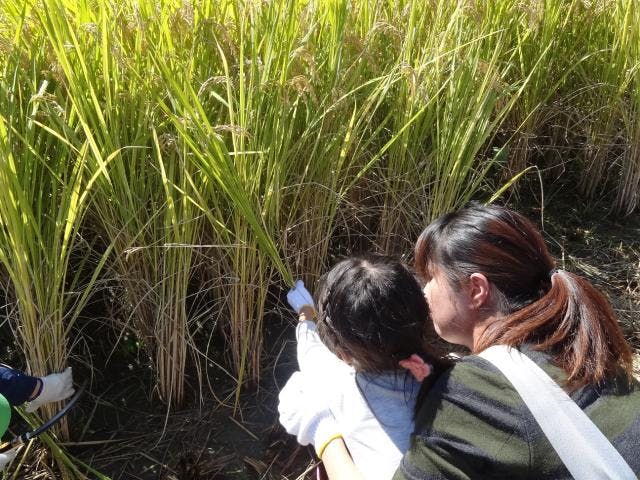 稲刈りイベント