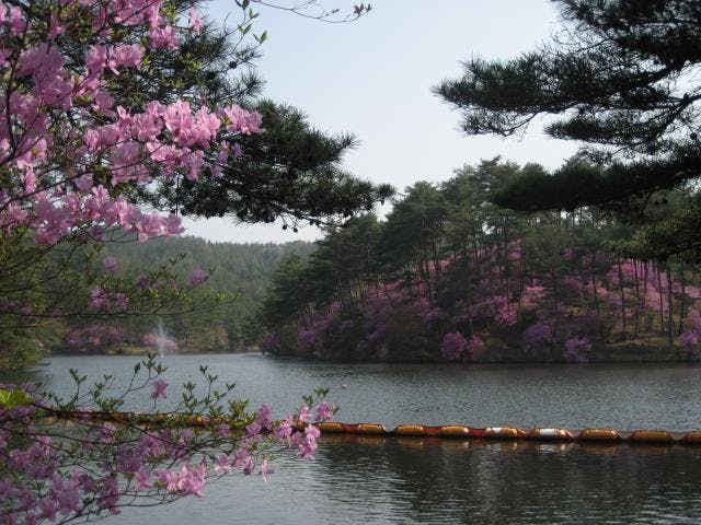 るり渓の山つつじ