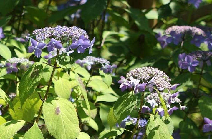 岩船寺のアジサイ