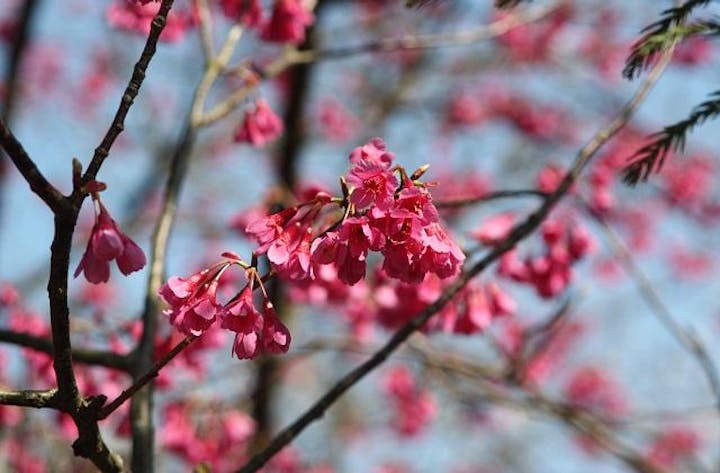 海住山寺の八重紅梅
