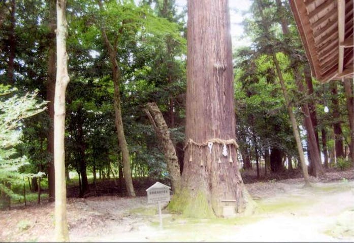 御栗栖神社の大杉