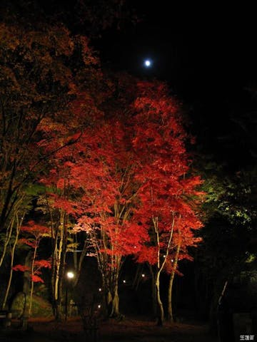 笠置山もみじ公園ライトアップ