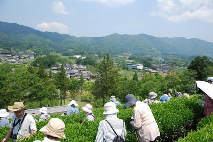【中止】茶源郷和束“満喫”イベント