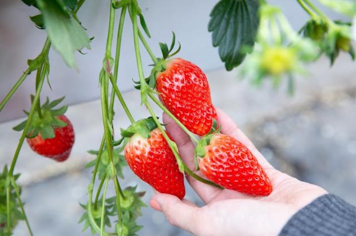 華やぎ観光農園いちご狩り2020