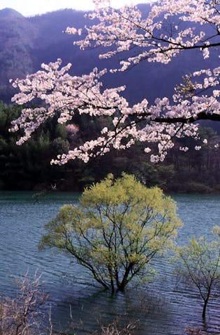 大野ダム公園の桜