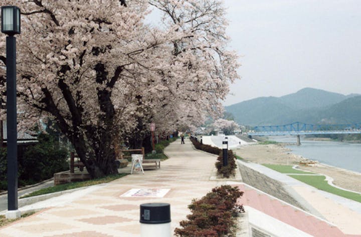 大堰川提防・大堰川緑地公園の桜