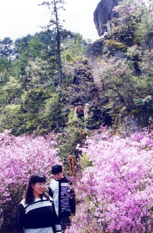 雲岩公園のツツジ