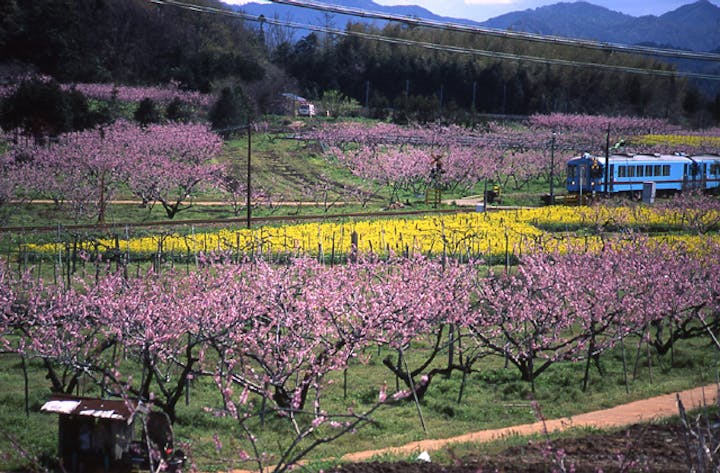 久美浜町の桃の花
