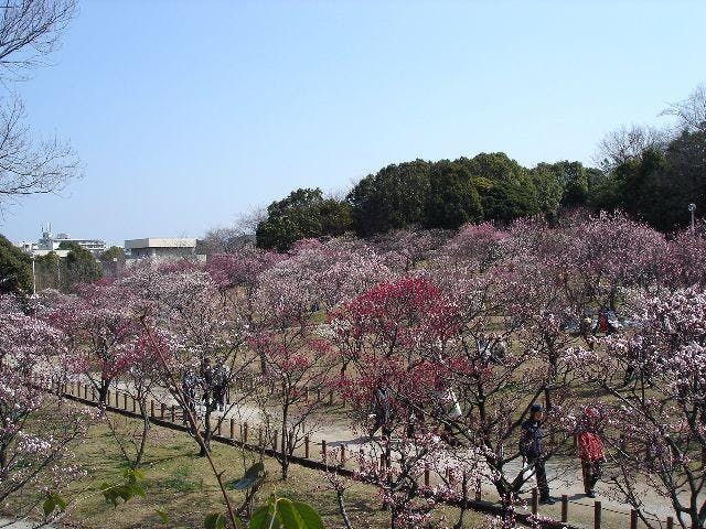 荒山公園の梅林