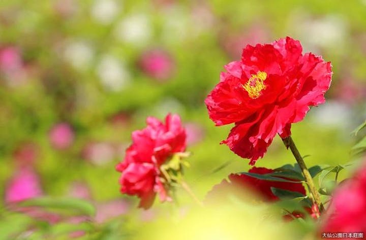 大仙公園日本庭園「牡丹展」