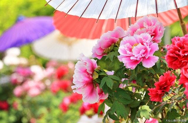 大仙公園日本庭園「牡丹展」【アソビュー！】