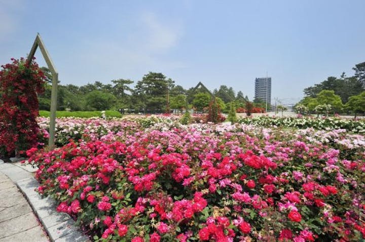 浜寺公園ばら庭園