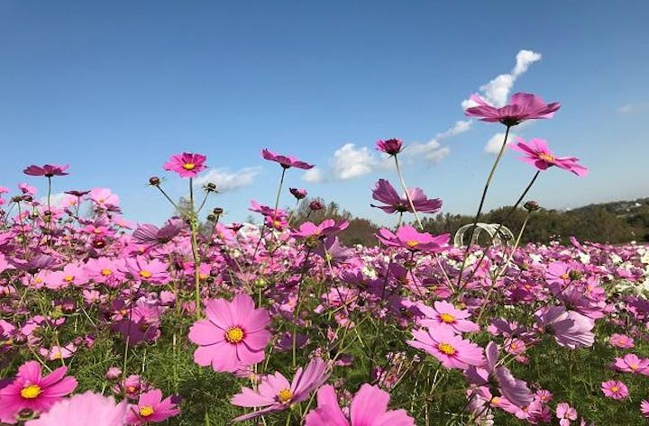 ハーベストの丘のコスモス