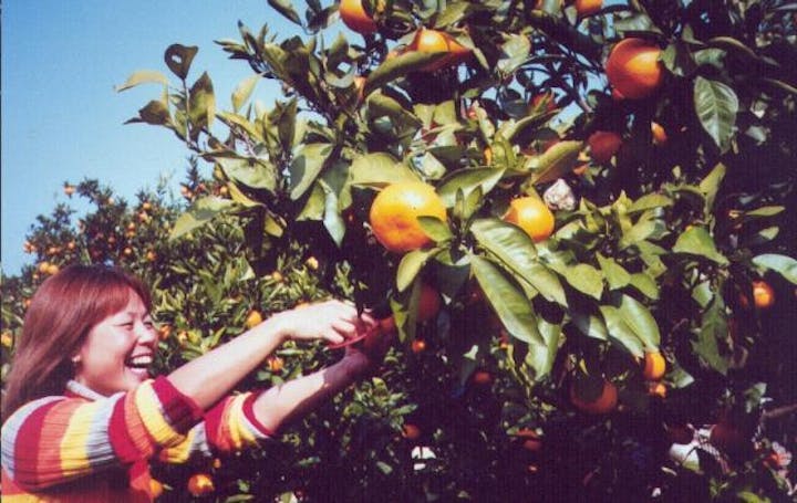 観光農園　南楽園