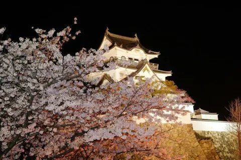 牛滝山もみじまつり アソビュー