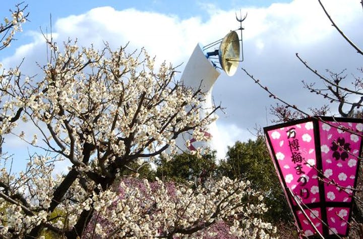 万博記念公園　梅まつり