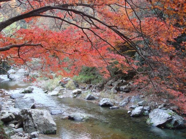 摂津峡公園 紅葉見頃 アソビュー 摂津峡公園 紅葉見頃 アソビュー