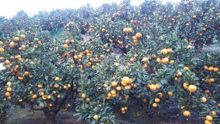 井川みかん園