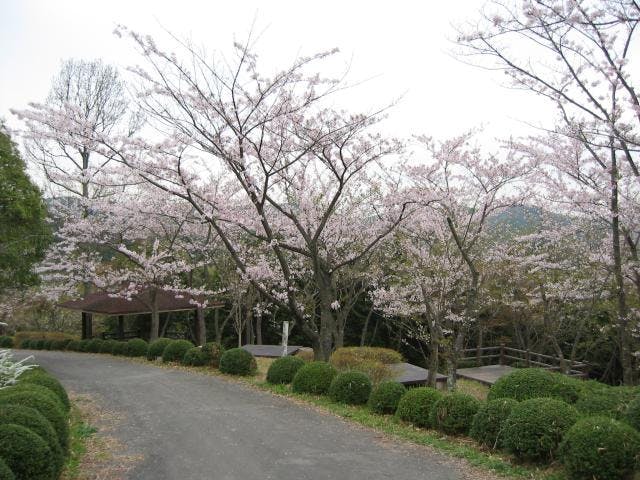 桜の苑