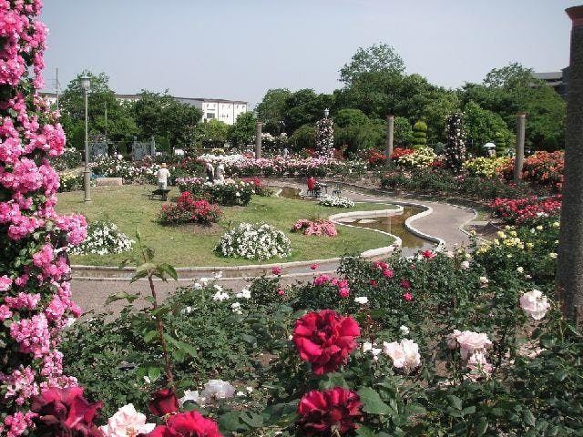 若園公園バラ園