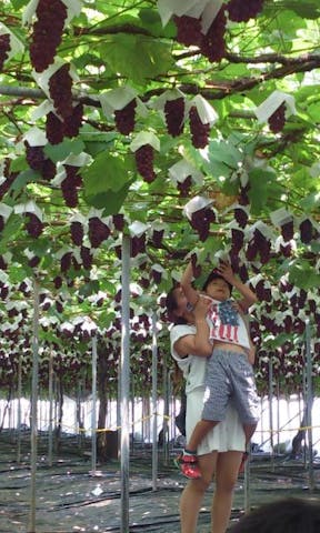 羽曳野市観光協会　ぶどう狩り