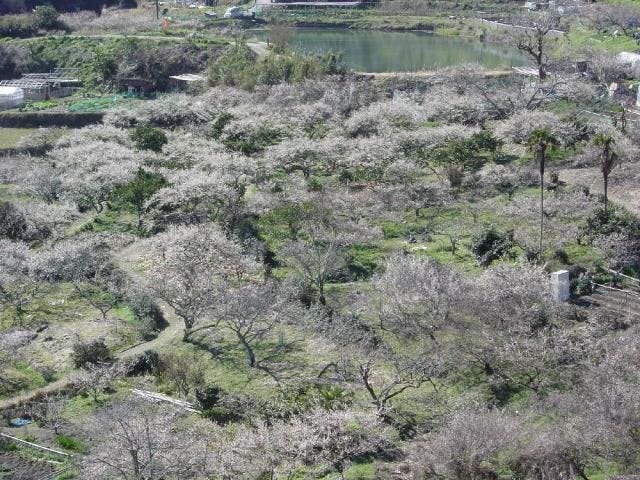 金熊寺（きんゆうじ）梅林