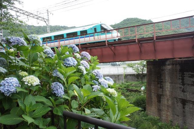 山中渓の紫陽花