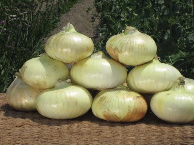 泉州黄たまねぎ祭