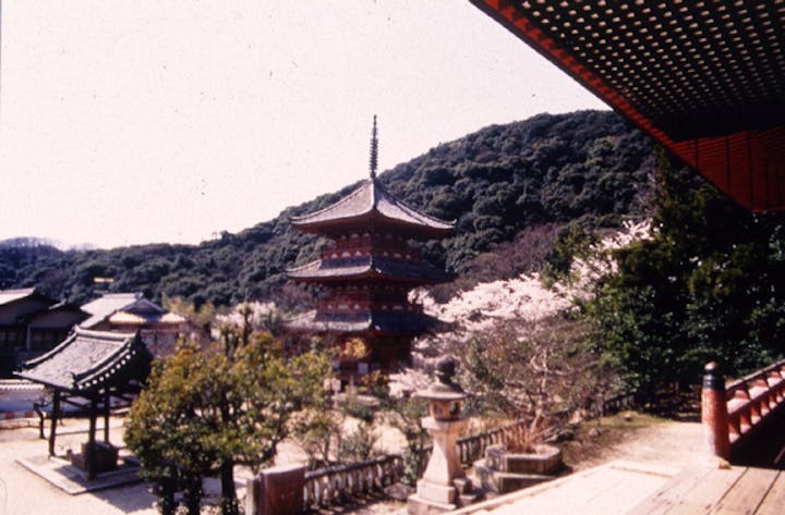 太山寺の原生林